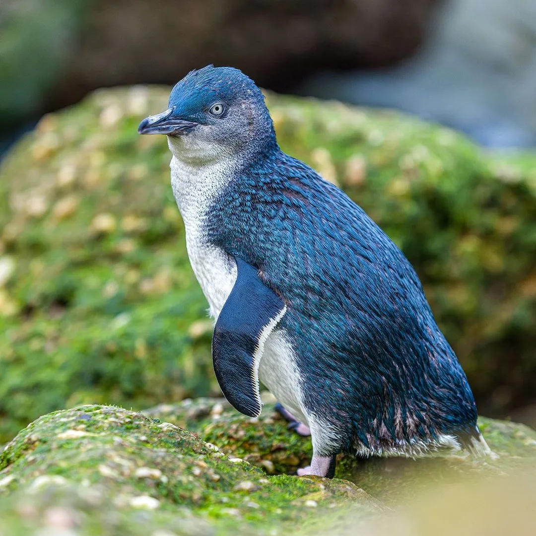 Oamaru blue Penguin