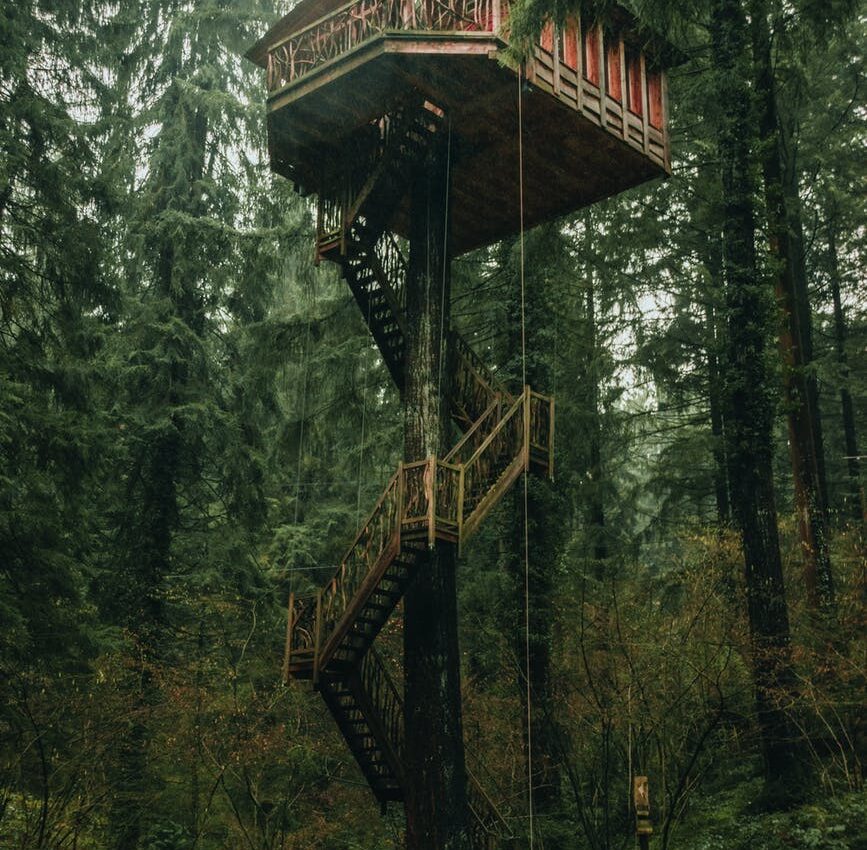 wooden house on tree trunk located in lush forest