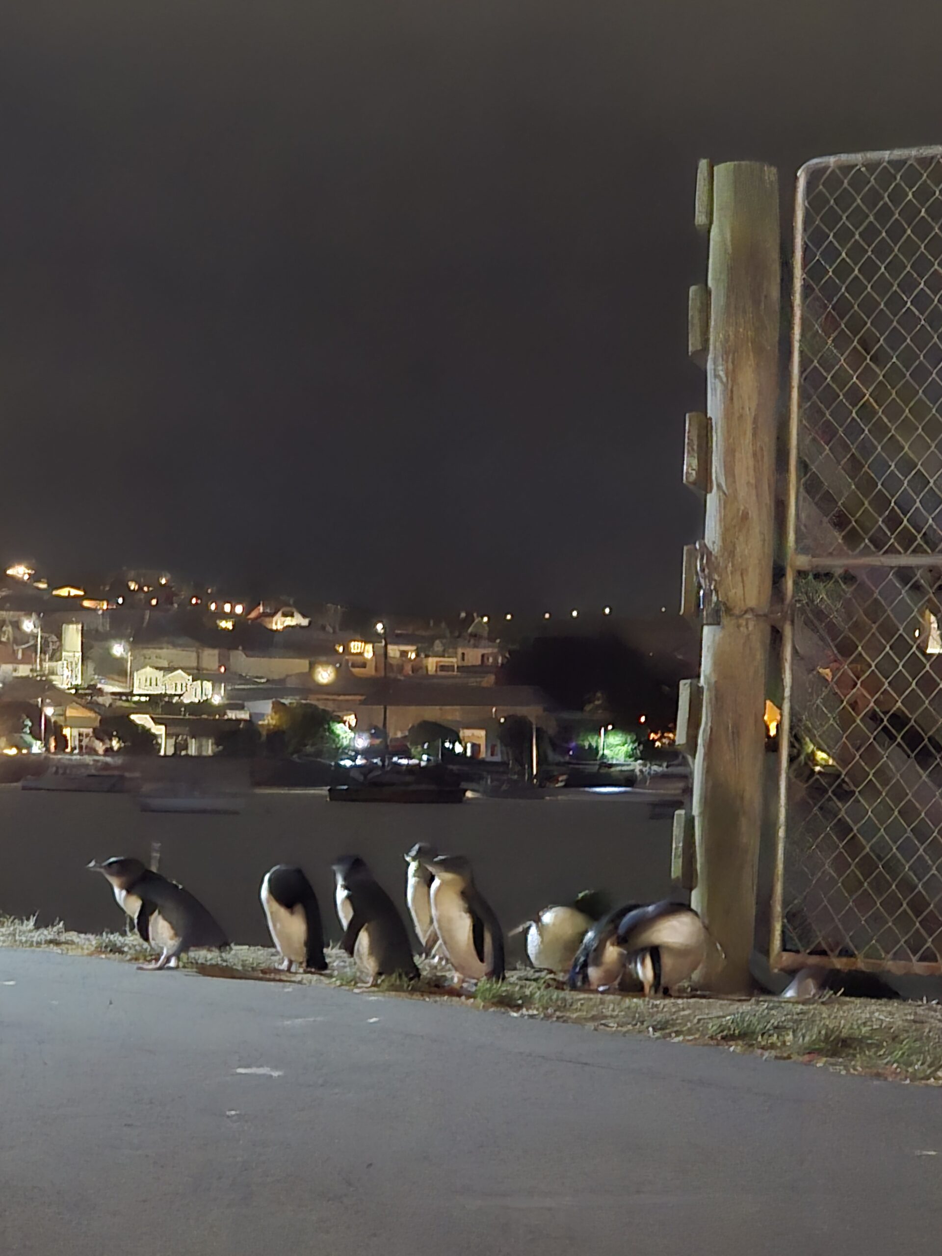 Oamaru Blue Penguins: Is This Wildlife Stop Worth Visiting?